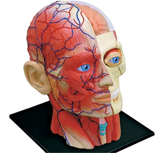 Modèle neurovasculaire demi-tête AMITD idéal pour vos révisions - 3