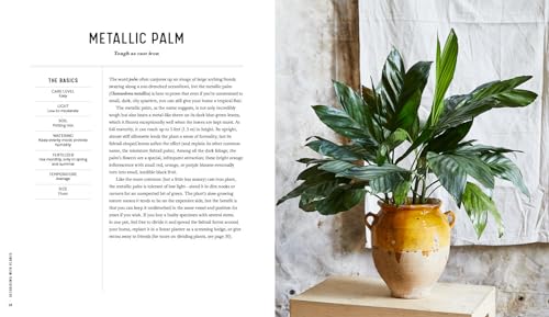 Decorating with Plants: What to Choose, Ways to Style, and How to Make Them Thrive