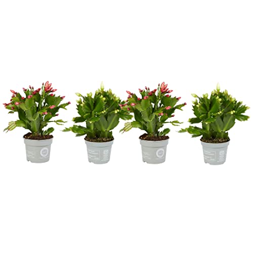 Cactus de la Navidad - Pack de 4 Plantas - Flores de Colores