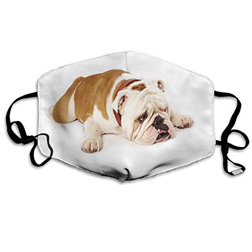 Comfortable Windproof mask English Bulldog, Sad and Tired Bulldog Laying Down European Pure Breed Animal Photography, Brown Cream Printed Facial decorations for adult