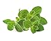 Click and Grow Smart Garden Oregano Plant Pods, 3-Pack