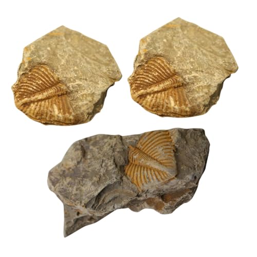 Gatuida 1 Juego Fósil De Trilobites Dinosaurio Trilobites Reales Artrópodo Accesorios Para Acuarios Gecko Leopardo Especímenes Decoración Muestra Adorno De Paleontología Educativo 3 Piezas