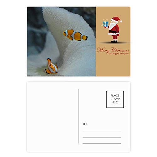 Cartes postales Ocean Clownfish et nature lot de 20 cartes de remerciement Père Noël