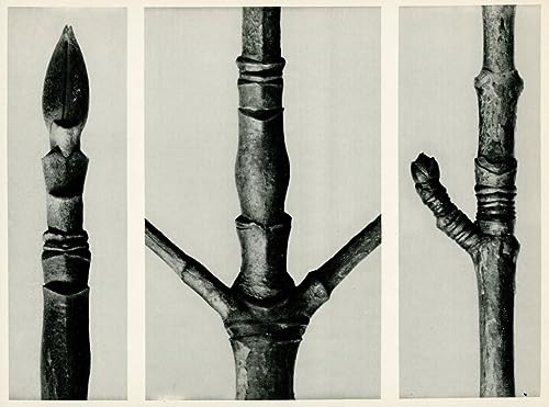 Peinture murale Cornus Nuttalli Karl Blossfeldt toile décoration salon 60x90cm