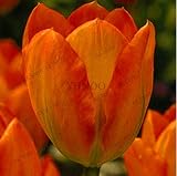 ShopMeeko GRAINES: New ARRL Plantas Parfum haute qualité Bonsai Seedling les plus beaux et des plantes colorées Accueil Gar: 23