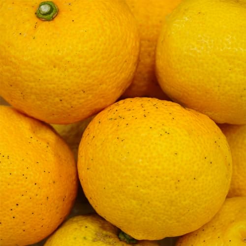 Luck fam 徳島県産 柚子 ゆず 冬至ゆず 生 黄玉 サイズ おまかせ 1kg (1kg)のサムネイル