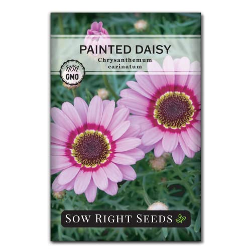 Sow Right Seeds - Painted Daisy Seeds for Planting -