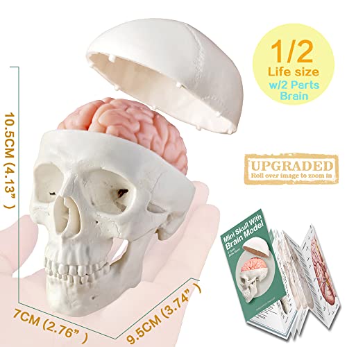 Image of EVOTECH SCIENTIFIC Human Body, Skeleton, Heart, Half Size Skull with Brain Models, Anatomical Cubes-Best Anatomy Model Bundle Set of 5 Hands-on 3D Model for Medical Student Educationan