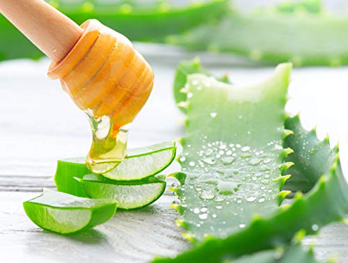 Aloë Arborescens bladeren bio (1 bundel à 500 g), echte aloë arborescens plant (Aloe Arborescens Miller), Dr. Kim Beisel… - Image 7