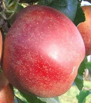 Roter Boskoop Halbstamm, Winterapfel, 150-170cm, im Topf