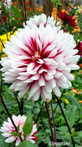 Image of SVG Imported Dahlia Flower Bulbs for Your Home and Gardening Pack of 2 Bulbs (mixedcolor)