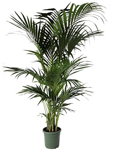 Kentia in vaso Ø24 Cm./H 200 Cm Pianta Vera.