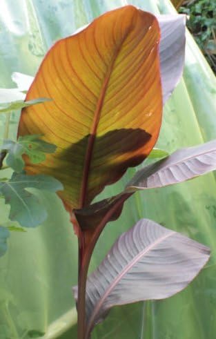 Giant Canna Russian Red Banana Canna Flower Tube Rhizome Bulbs Amazon De Garten