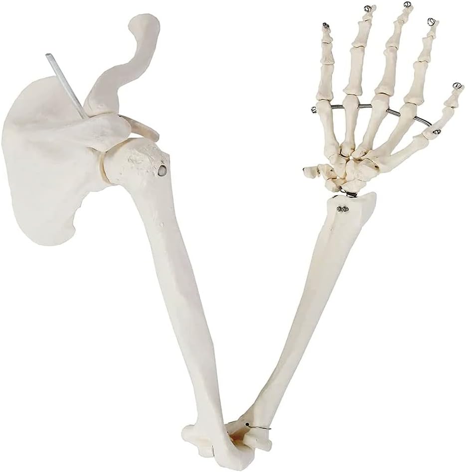 Life-Size Human Arm Skeleton Model with Arm Bones Plus Clavicle, Scapula And Articulated, PVC Material Arm Skeleton Structure Anatomy Aids for Medical Demonstration, Ideal Mold