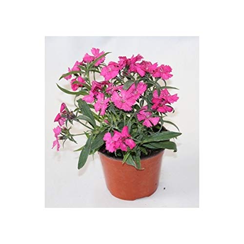 Clavel Mondrian (maceta 13 cm Ø) (Rosado)