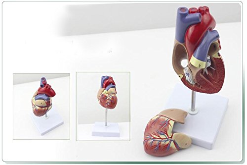 Genuine 1: 1 human heart model B-color ultrasound medical cardiology cardiac anatomy teaching model - Thumbnail 3