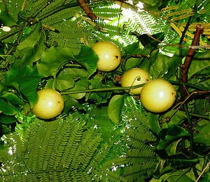 See full amazon price history chart for Golden Hills Farm Rare Delicious Giant Yellow Honey Passion Fruit - All Season Live Plant, 1 Seedling Plant Golden Hills Farm Rare Delicious Giant Yellow Honey Passion Fruit - All Season Live Plant, 1 Seedling Plant (B07QGLQD6P) Amazon Price History, Amazon Price Tracker