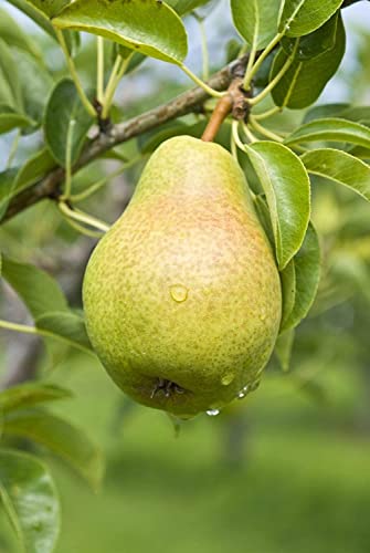 Fruit Seeds for Planting - Garden Fruit Seeds (Pear - 10 Seeds)