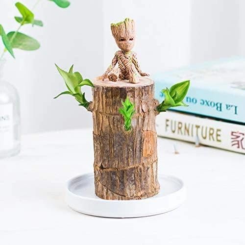 Brazilian Wood Live Plant in Decorative Ceramic Pot, Indoor Lucky Plant with Natural Bark, Home and Office Décor