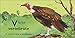 V is for Vulture (The Animal Alphabet Library)