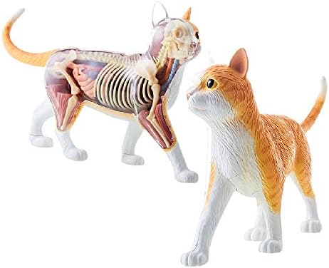 4D Vision Orange Tabby Cat Skeleton & Anatomy Model Kit