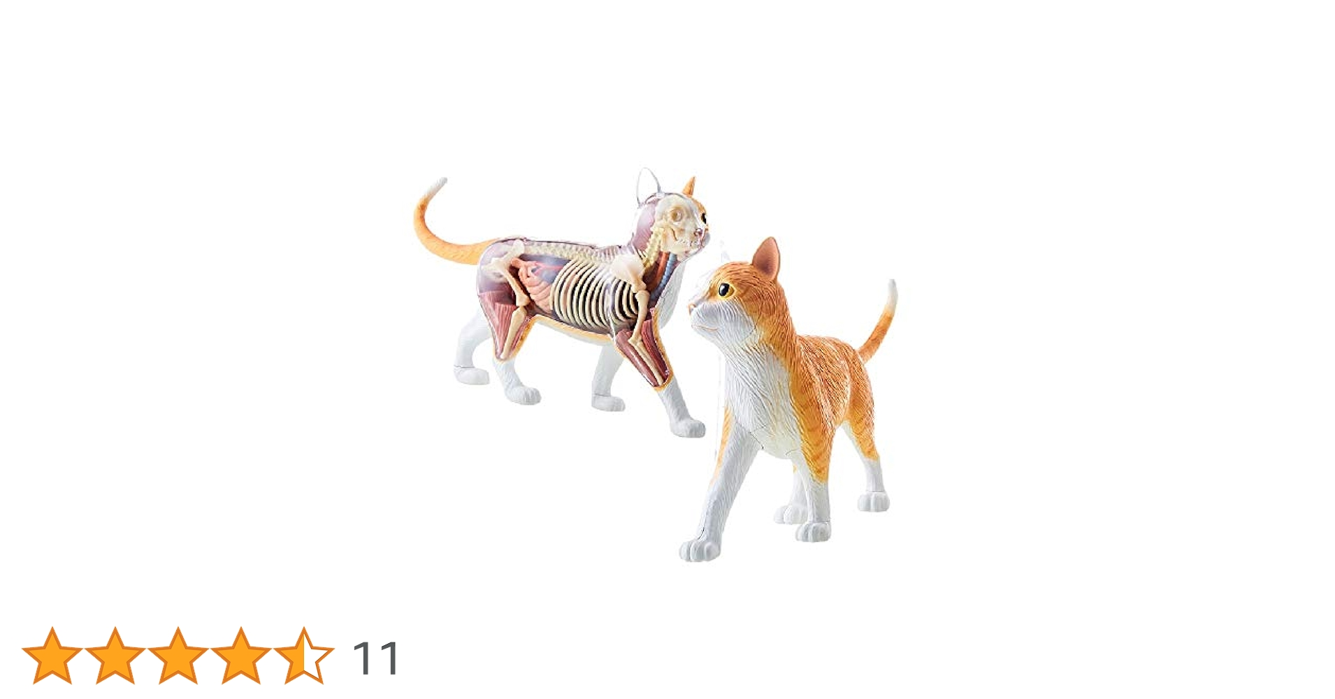 ネコ科動物パズル Amazon.co.jp: スカイネット 立体パズル 4D VISION 動物解剖 No