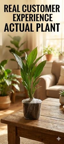 Image of live plants (LILYY COMBOO)