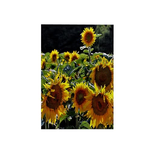 3dRose Toalla, naranja y amarillo girasol flor campo naturaleza