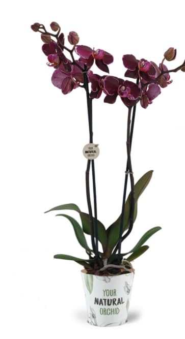 Phalaenopsis Orchid Plant - Red Blooms Variety Montpellier Spectacular Blooms - Real Live in 12 cm Pot
