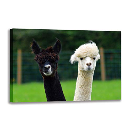 Tableau sur toile alpagas charmant format 40x60 cm pour une douceur quotidienne