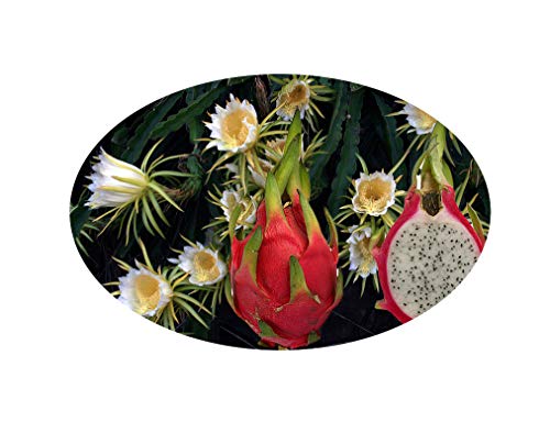 Dragon Fruit Pitahaya Hylocereus undatus Live Plant 4" Pot