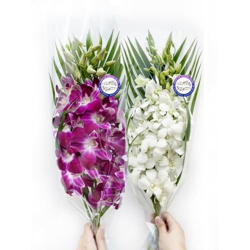 Sunne Tropical OrchidClub USA Dendrobium Orchids Purple & White