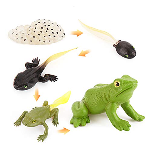 LiLiy Frog Life Cycle Figurines Set of 5 Grow Fake Plastic Frog Tadpole to Frog ModelÂ Learning Educational Aids Teaching Toys