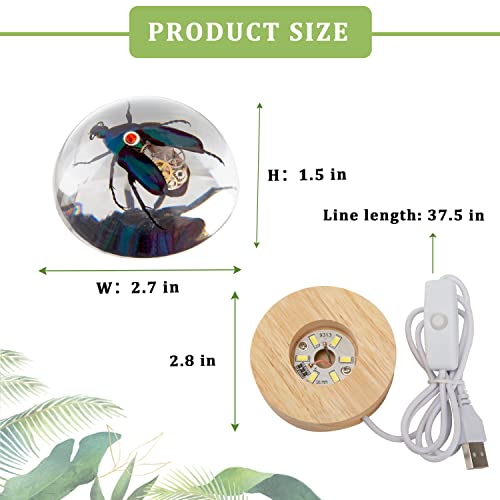 EISCO 12PK Raw Biotite Gneiss, Metamorphic Rock Specimens - Approx. 1