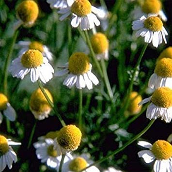 Shopvise Heirloom Herb German Chamomileâ‹2000 Seedsâ‹Teaâ‹Fragrant Small White Daisies