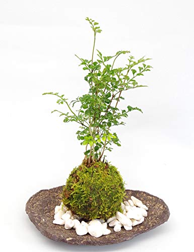 涼しげな葉が苔とよくあいます【シマトネリコの苔玉・くらま岩器・敷石セット】 (敷石の色(白石))