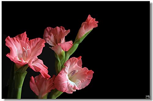 Bulbi di gladiolo,Colori Splendidi Per Un Valore Visivo,Eleganza e ezza uniche-1,7Bulbis