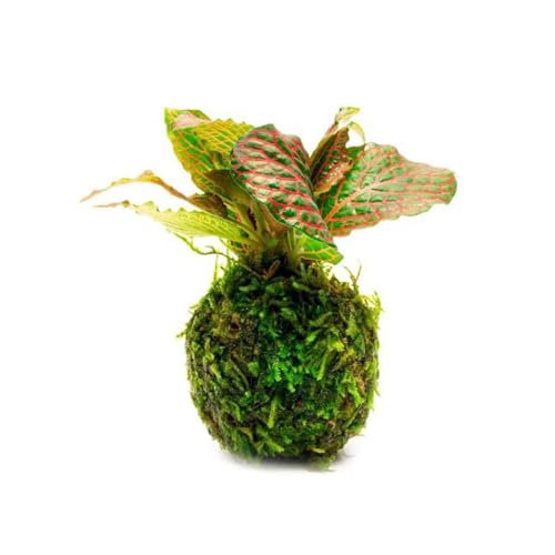 SubstrateSource Live Planted Decor - Nerve Plant (Fittonia albivenis) on Clay Moss Ball - Low to Medium Light, Dark Green Leaves with Veins Terrarium Plant, Emersed or Paludarium Placement - 1 Pack