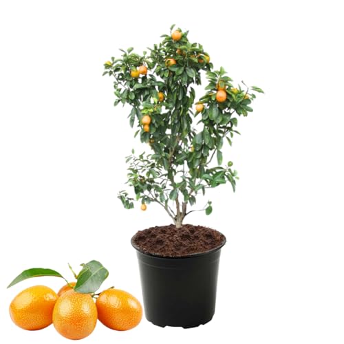 Meiwa Kumquat Tree for Planting, 2 to 3 Feet Tall, Potted Kumquat Tree Live, Live Kumquat Plant in 5 Gallon Pot
