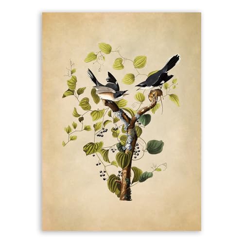 Jorjor Decor Loggerhead Shrike Print, Audubon Birds of America Illustration, Vintage Style Ornithology Poster