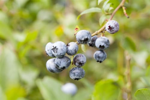 Vaccinium corymbosum 'Toro' 40-60 cm – Winterhart, Mehrjährig, Pflegeleicht – Amerikanische Heidelbeere – Obststrauch für Garten & Kübel