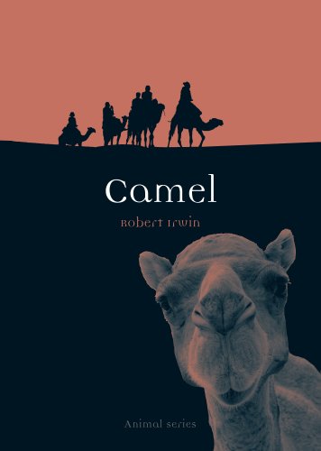 Camel (Animal) Camel (Animal)