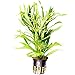Mainam Pogostemon Octopus Potted Beginner Freshwater Live Aquarium Aquatic Plants Decorations for Fish Tank Aquascape