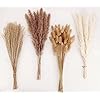 Dried Pampas Grass Decoration, 100 ...