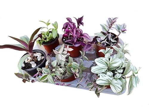 Generico Set N. 6 piante tradescantia erba miseria box piante grasse pendenti da interno