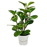 Baby Rubber Plant, Peperomia obtusifolia, Live Indoor Plant, 4 inch Pot - Hopewind Plants Shop