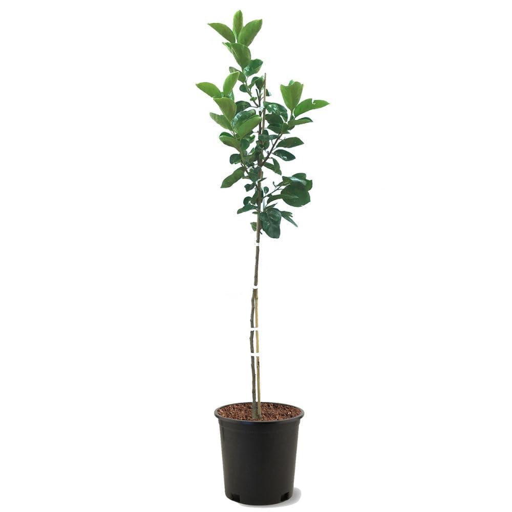 Persimmon Trees (Saijo, 5 gal.)