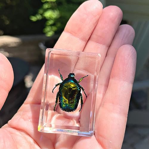 Geoworld 10 Insect Specimens Set - Real Beetles, Scorpions, Crickets in Resin with Magnifying Glass & Booklet - Great for Science Projects - Kids Scientific Educational Toy - Thumbnail 6