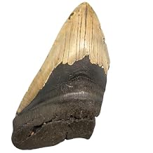 6.26-inch Megalodon Tooth Fossil from Wilmington NC, Prehistoric Shark Tooth with Display Stand and Certificate, Collector Grade