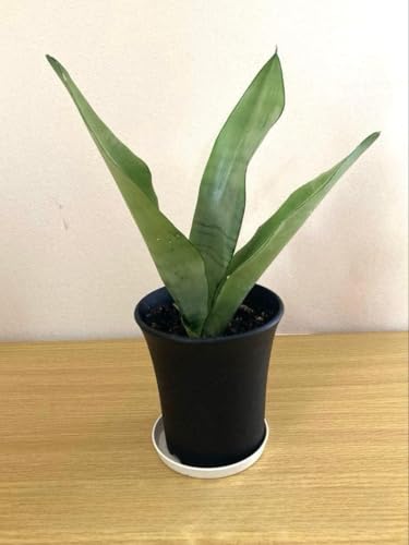 サンスベリア 希少」の人気商品一覧 | 安い商品を通販サイトから探す